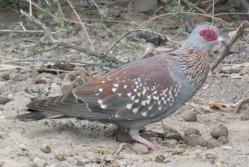 Speckled pigeon, Djibouti